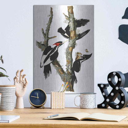 Luxe Metal Art 'Ivory-billed Woodpecker' by John James Audubon, Metal Wall Art,12x16