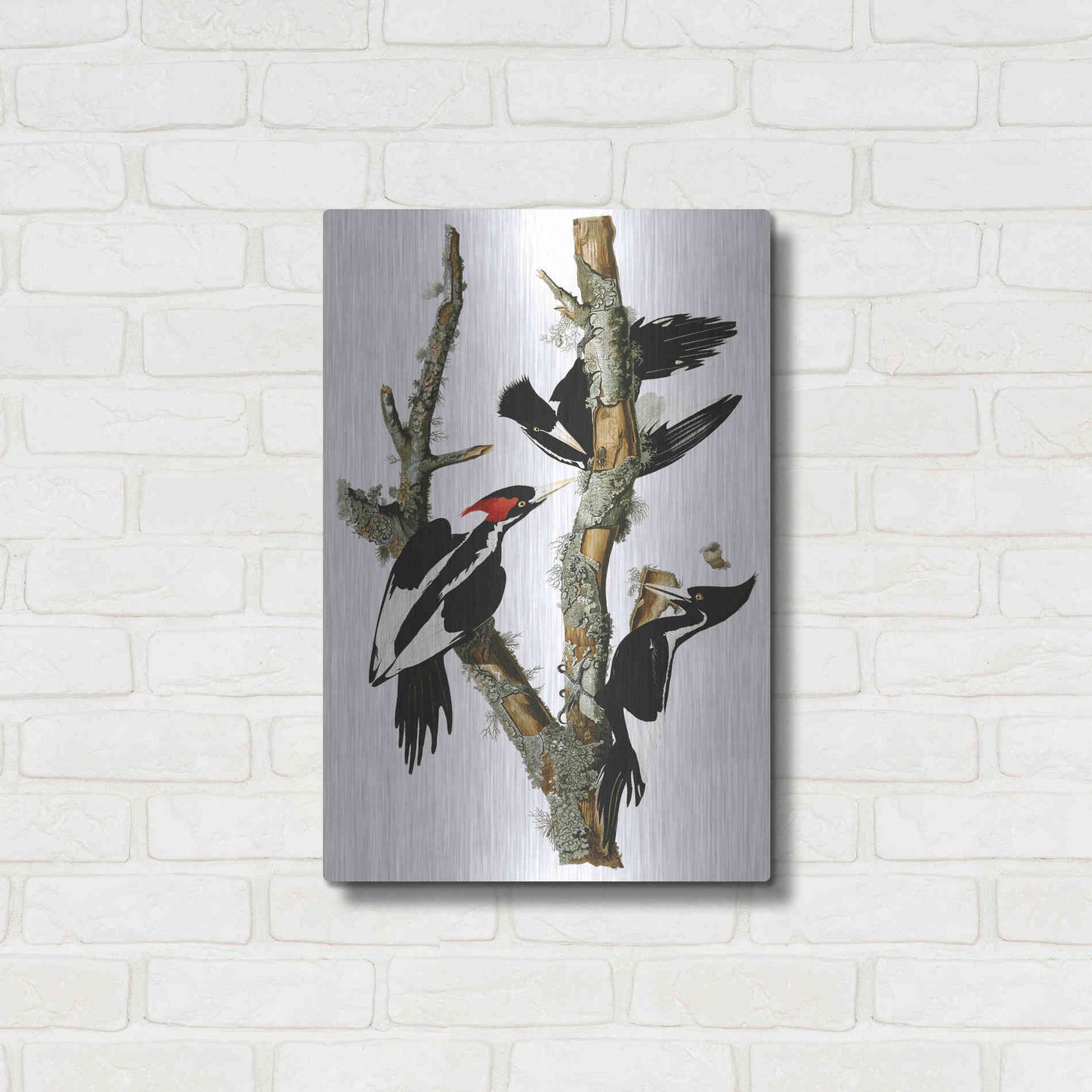 Luxe Metal Art 'Ivory-billed Woodpecker' by John James Audubon, Metal Wall Art,16x24