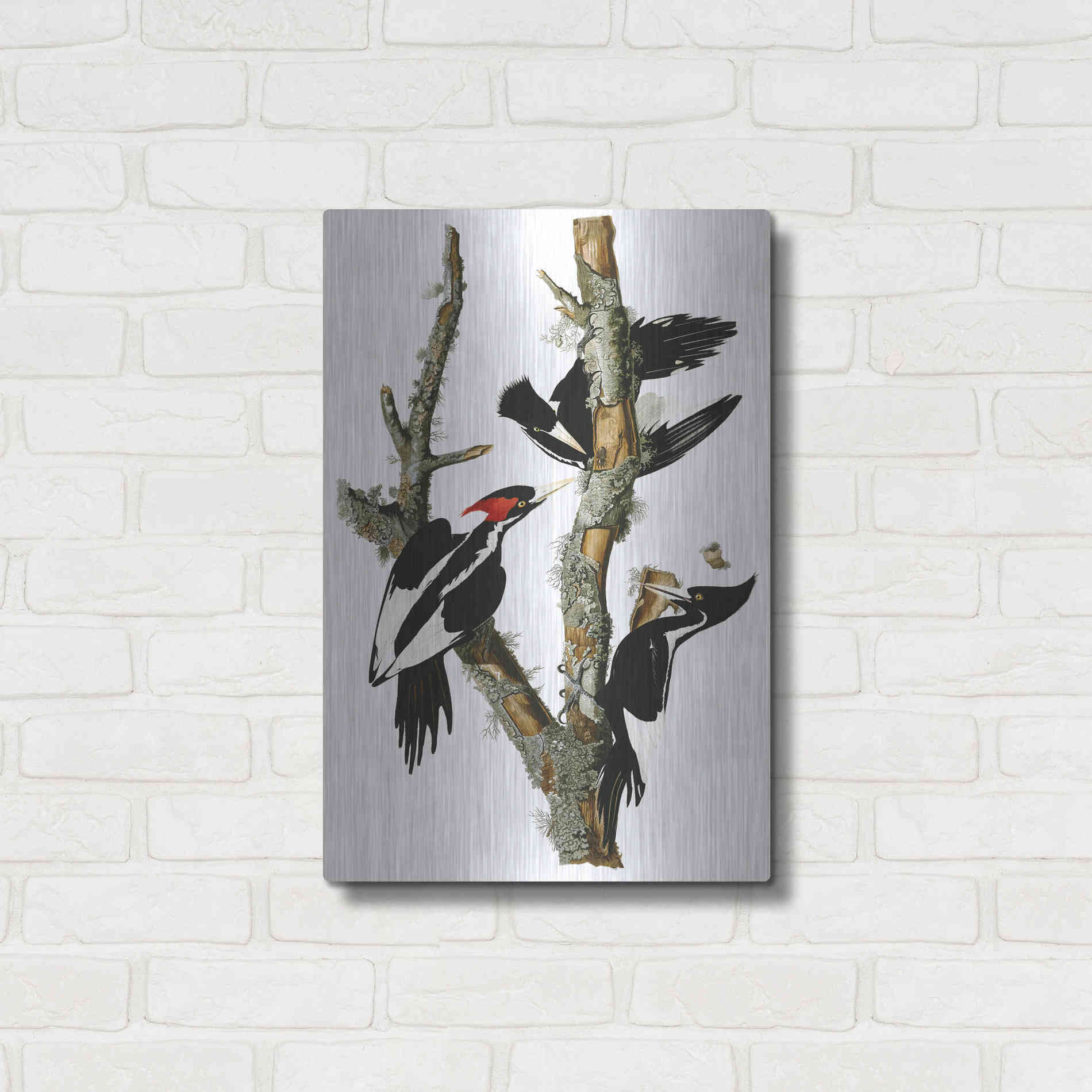 Luxe Metal Art 'Ivory-billed Woodpecker' by John James Audubon, Metal Wall Art,16x24