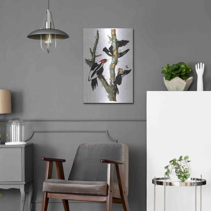 Luxe Metal Art 'Ivory-billed Woodpecker' by John James Audubon, Metal Wall Art,16x24