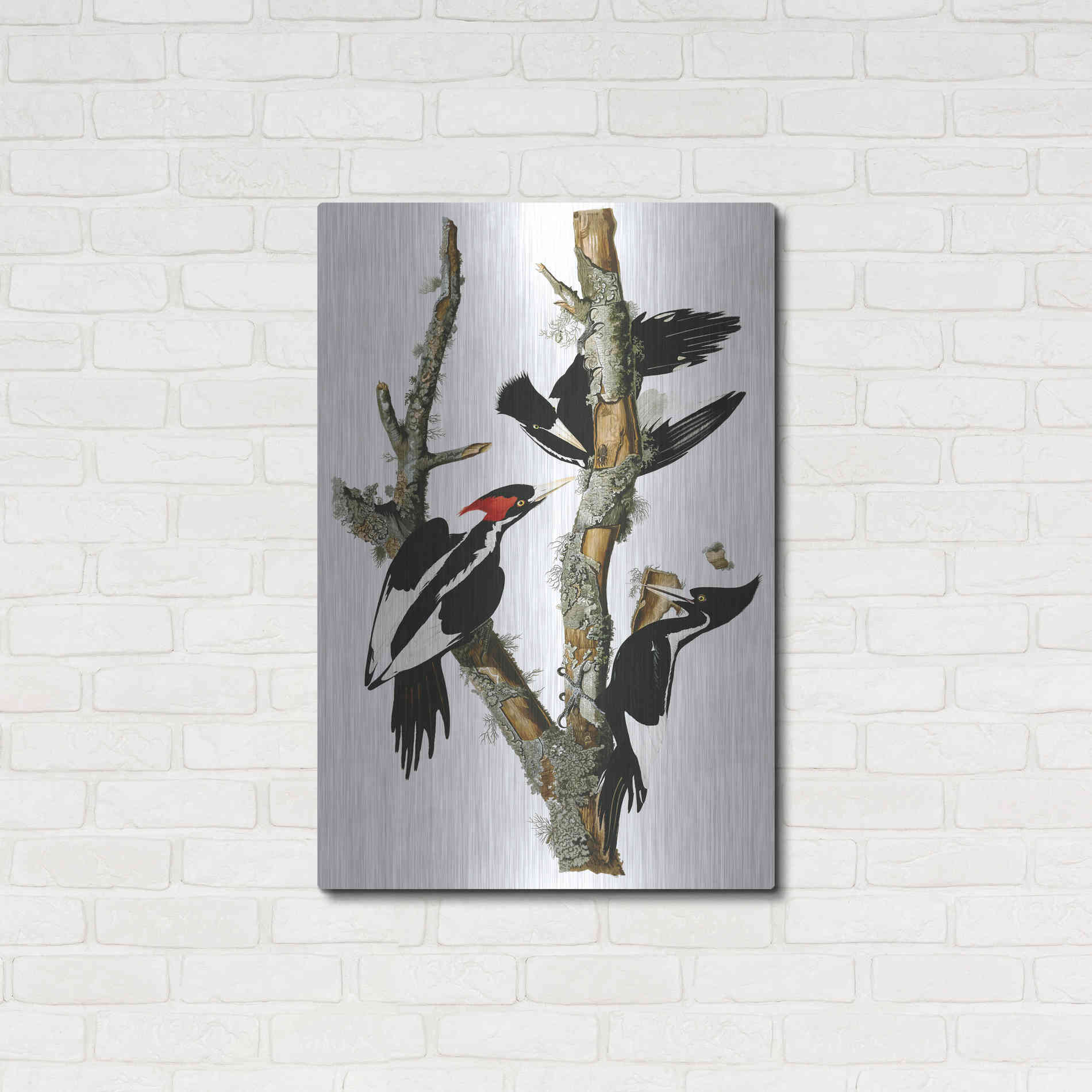 Luxe Metal Art 'Ivory-billed Woodpecker' by John James Audubon, Metal Wall Art,24x36