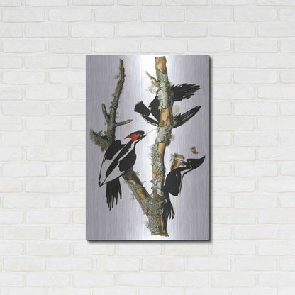 Luxe Metal Art 'Ivory-billed Woodpecker' by John James Audubon, Metal Wall Art,24x36