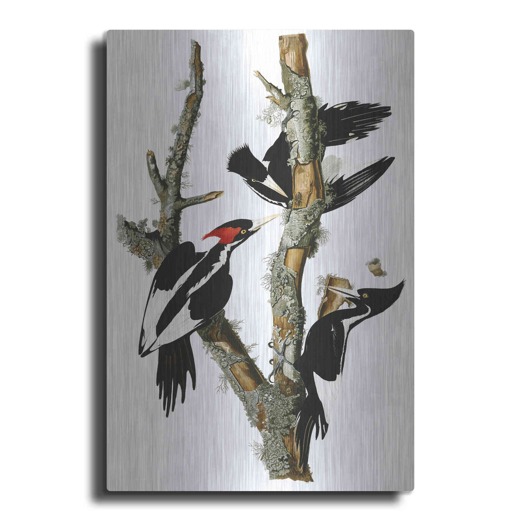 Luxe Metal Art 'Ivory-billed Woodpecker' by John James Audubon, Metal Wall Art