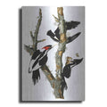 Luxe Metal Art 'Ivory-billed Woodpecker' by John James Audubon, Metal Wall Art