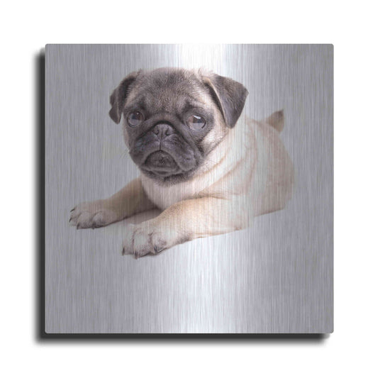 Luxe Metal Art 'Cute Pug Puppy' by Edward M. Fielding, Metal Wall Art