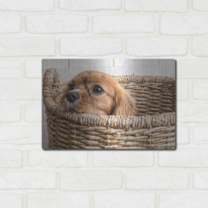 Luxe Metal Art 'Puppy in a Laundry Basket' by Edward M. Fielding, Metal Wall Art,16x12