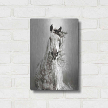 Luxe Metal Art 'Caballo de Andaluz' by Lisa Dearing, Metal Wall Art,12x16