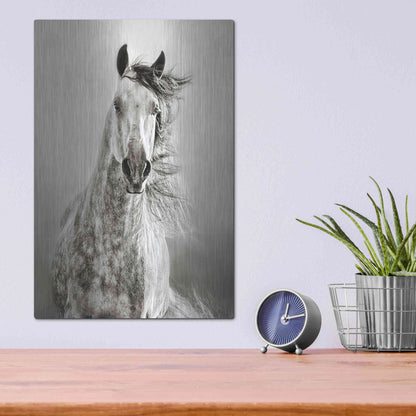 Luxe Metal Art 'Caballo de Andaluz' by Lisa Dearing, Metal Wall Art,12x16
