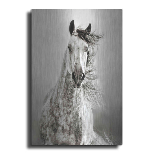 Luxe Metal Art 'Caballo de Andaluz' by Lisa Dearing, Metal Wall Art