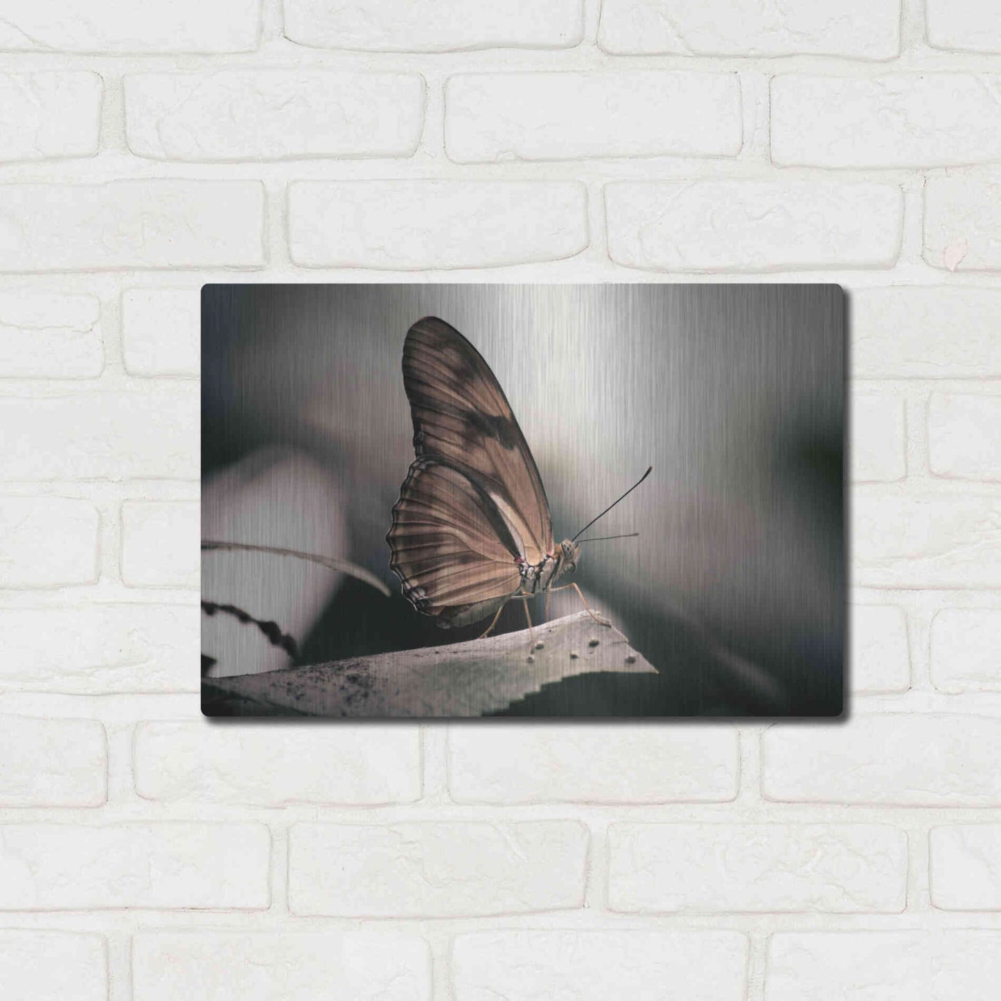 Luxe Metal Art 'Muted' by Chris Moyer, Metal Wall Art,16x12