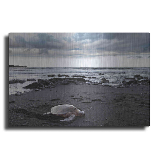 Luxe Metal Art 'Black Sand Honu' by Chris Moyer, Metal Wall Art