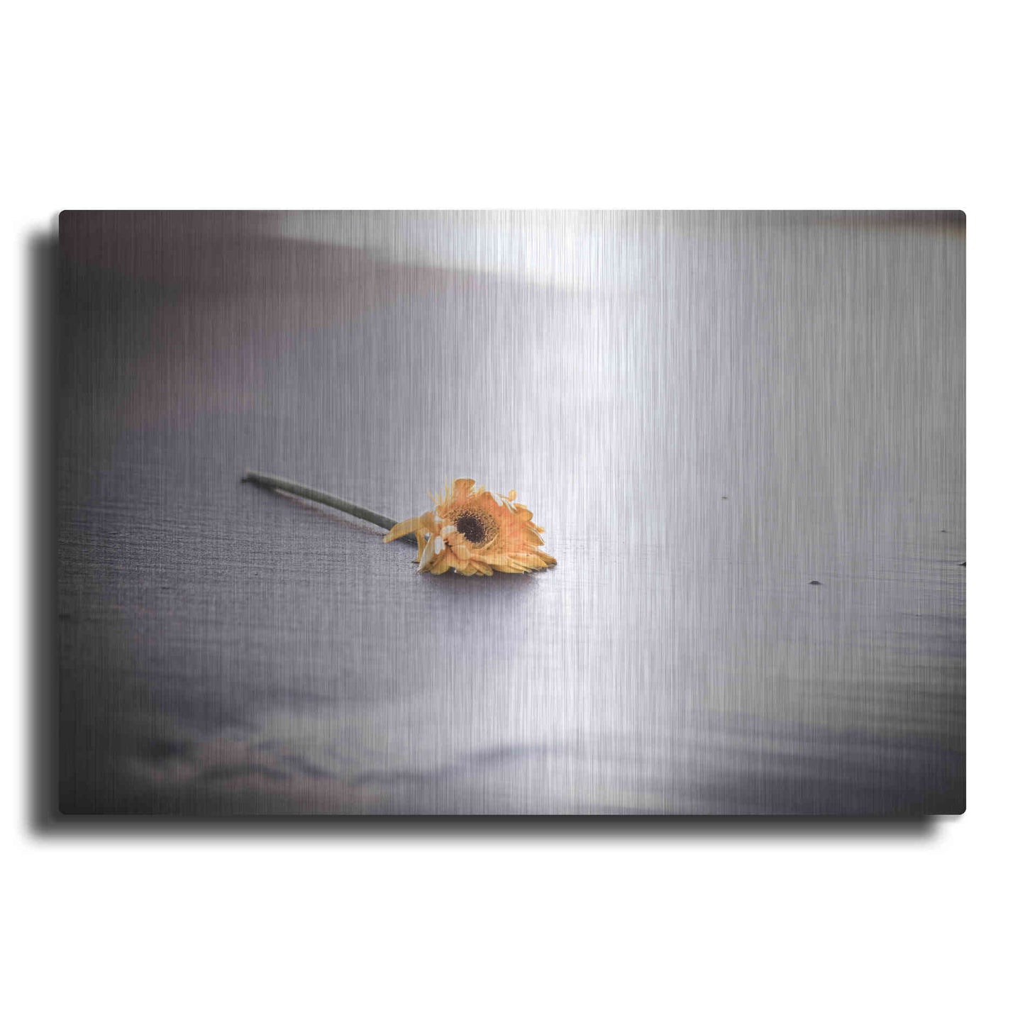 Luxe Metal Art 'Even Daisies Have Bad Days' by Chris Moyer, Metal Wall Art