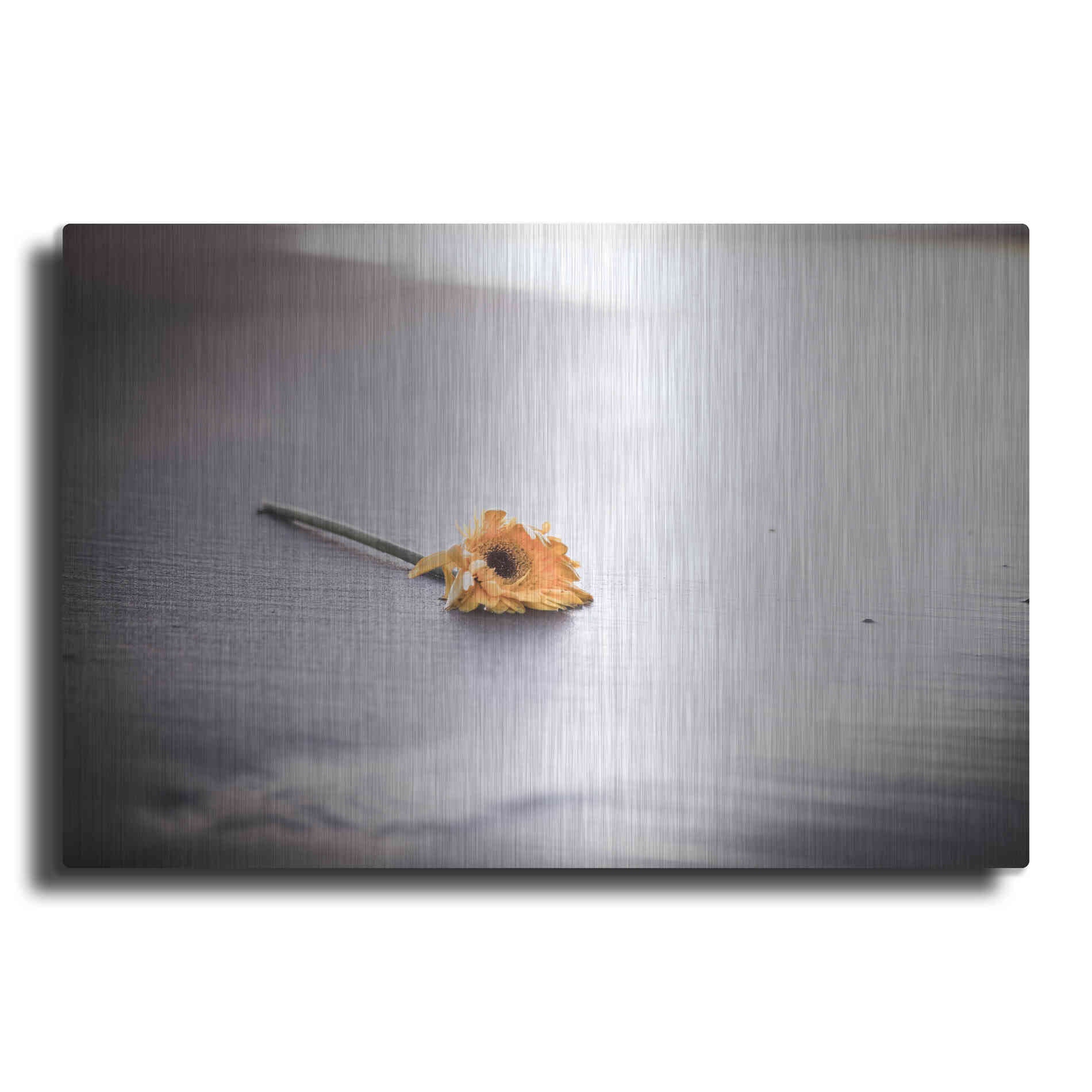 Luxe Metal Art 'Even Daisies Have Bad Days' by Chris Moyer, Metal Wall Art