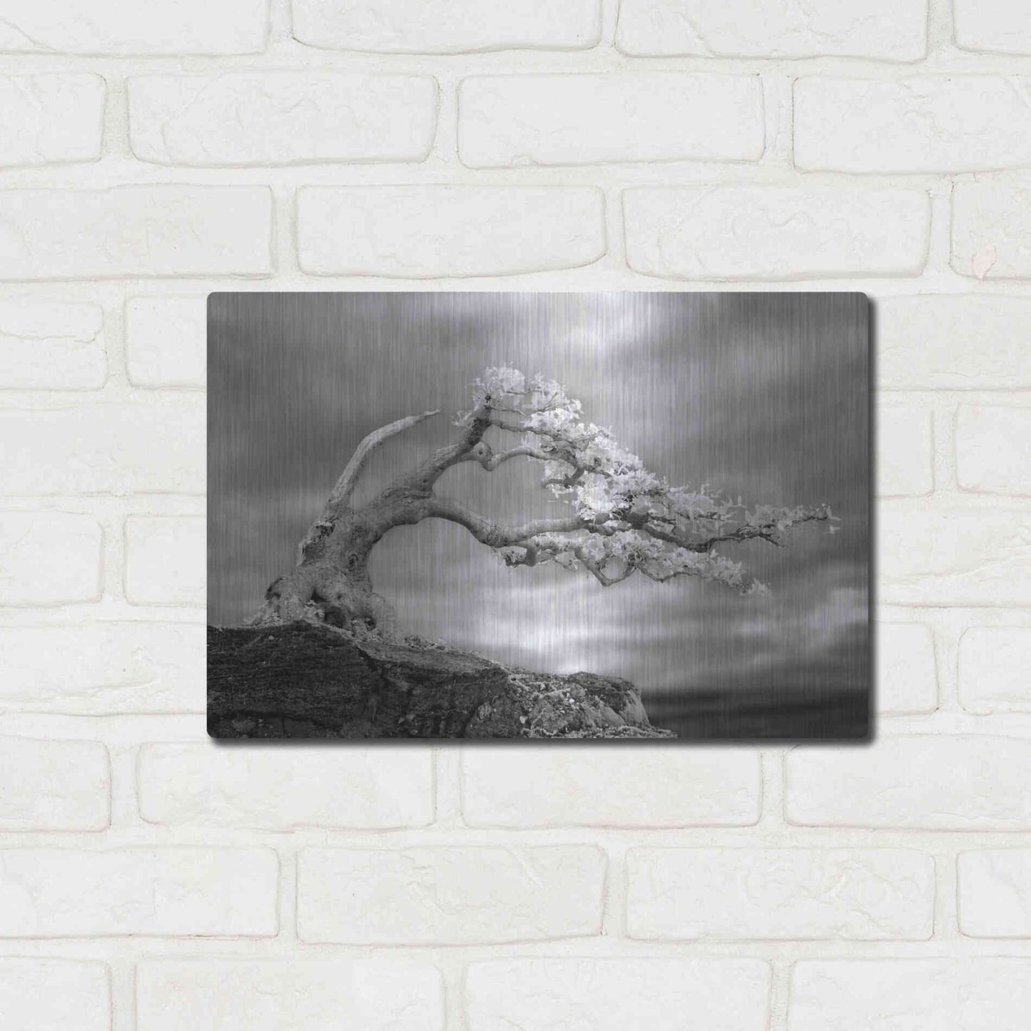 Luxe Metal Art 'Bonzai' by Mike Jones, Metal Wall Art,16x12