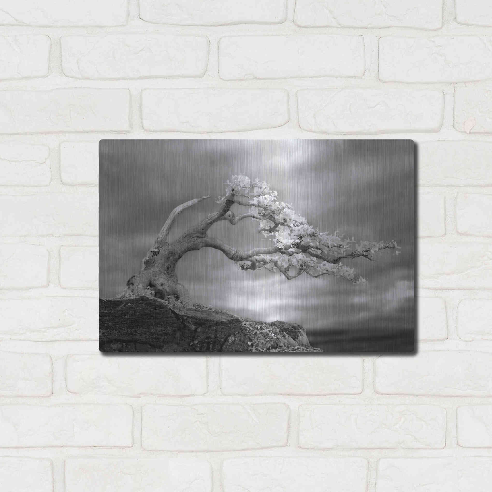 Luxe Metal Art 'Bonzai' by Mike Jones, Metal Wall Art,16x12