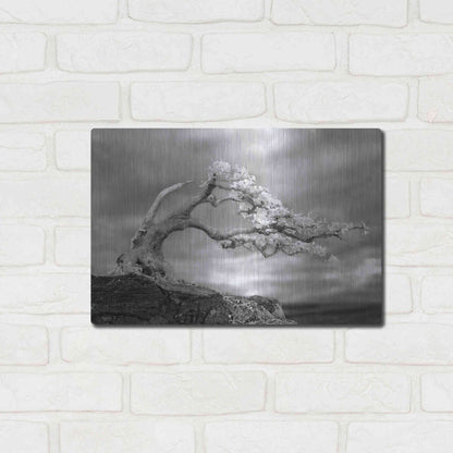 Luxe Metal Art 'Bonzai' by Mike Jones, Metal Wall Art,16x12