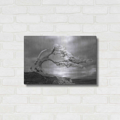 Luxe Metal Art 'Bonzai' by Mike Jones, Metal Wall Art,24x16