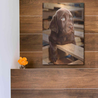 Luxe Metal Art 'Bryce Puppy' by Mike Jones, Metal Wall Art,12x16