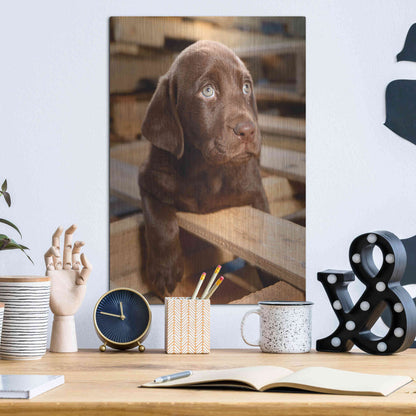 Luxe Metal Art 'Bryce Puppy' by Mike Jones, Metal Wall Art,12x16