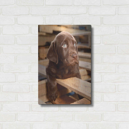 Luxe Metal Art 'Bryce Puppy' by Mike Jones, Metal Wall Art,16x24