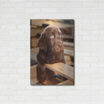 Luxe Metal Art 'Bryce Puppy' by Mike Jones, Metal Wall Art,24x36