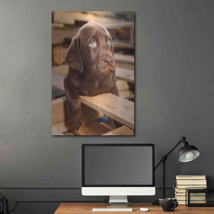 Luxe Metal Art 'Bryce Puppy' by Mike Jones, Metal Wall Art,24x36