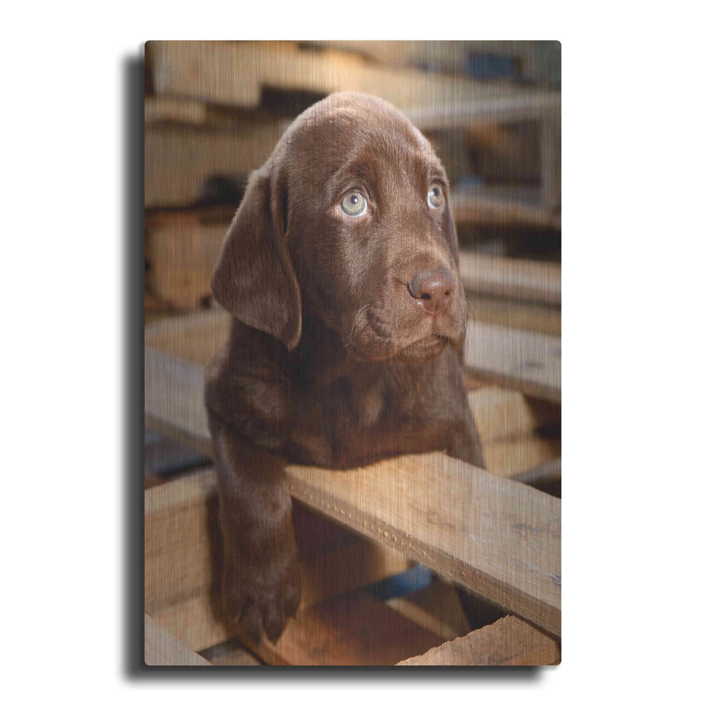 Luxe Metal Art 'Bryce Puppy' by Mike Jones, Metal Wall Art