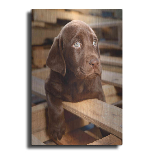 Luxe Metal Art 'Bryce Puppy' by Mike Jones, Metal Wall Art
