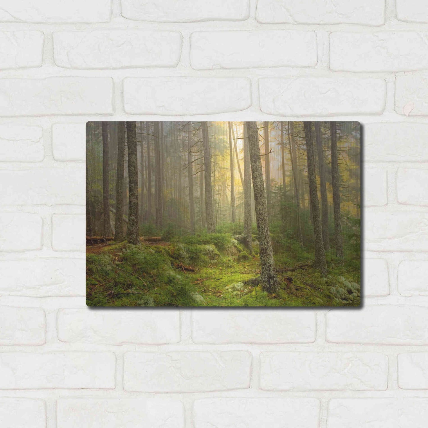 Luxe Metal Art 'Foggy Fire Woods' by Mike Jones, Metal Wall Art,16x12