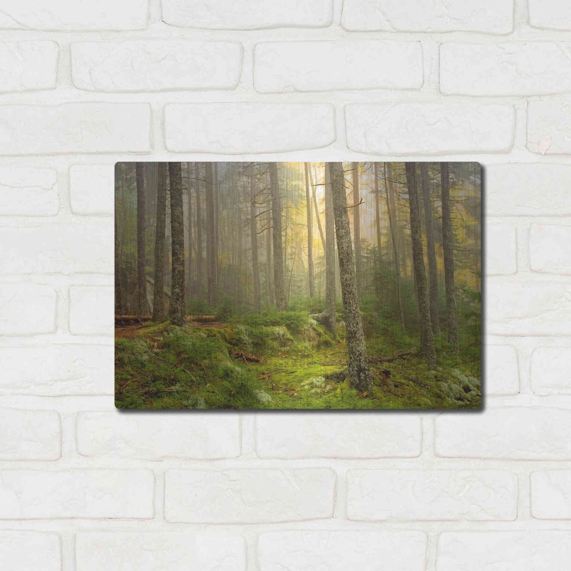 Luxe Metal Art 'Foggy Fire Woods' by Mike Jones, Metal Wall Art,16x12