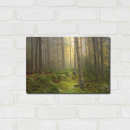 Luxe Metal Art 'Foggy Fire Woods' by Mike Jones, Metal Wall Art,16x12