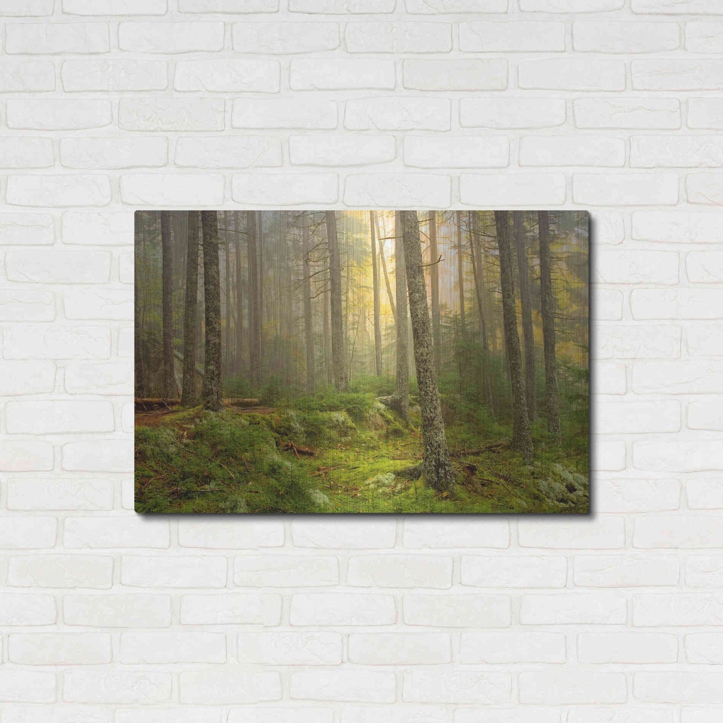 Luxe Metal Art 'Foggy Fire Woods' by Mike Jones, Metal Wall Art,36x24