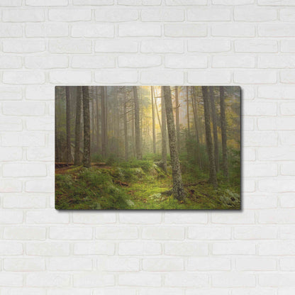 Luxe Metal Art 'Foggy Fire Woods' by Mike Jones, Metal Wall Art,36x24