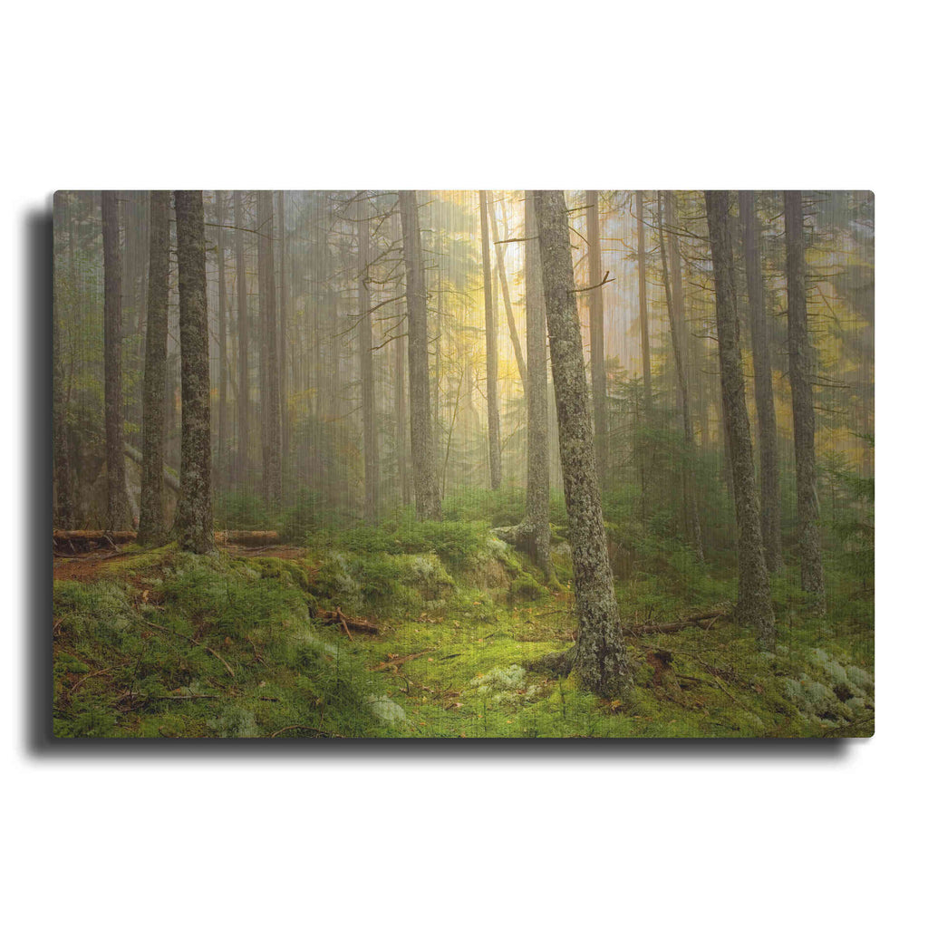 Luxe Metal Art 'Foggy Fire Woods' by Mike Jones, Metal Wall Art