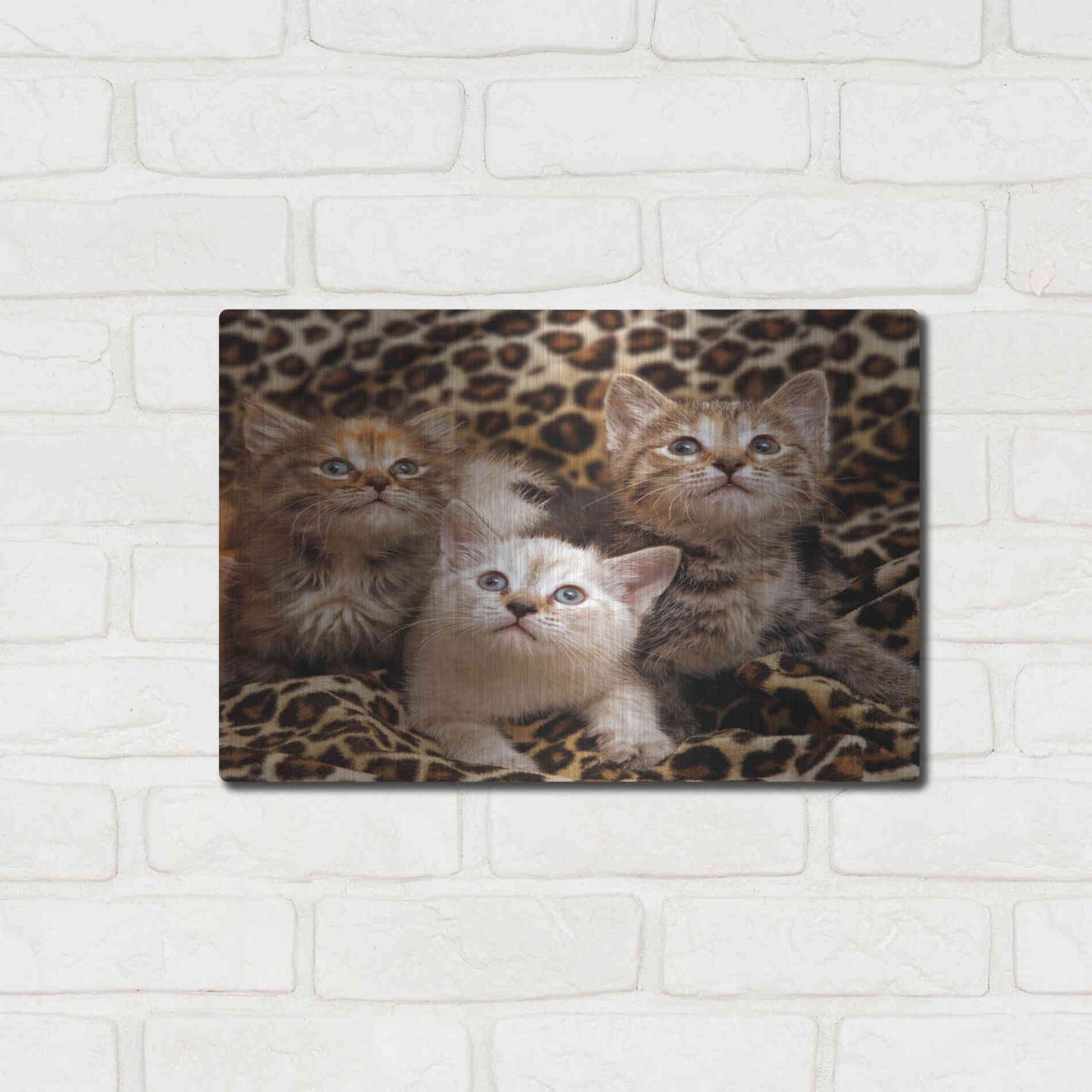 Luxe Metal Art 'Kittens' by Mike Jones, Metal Wall Art,16x12