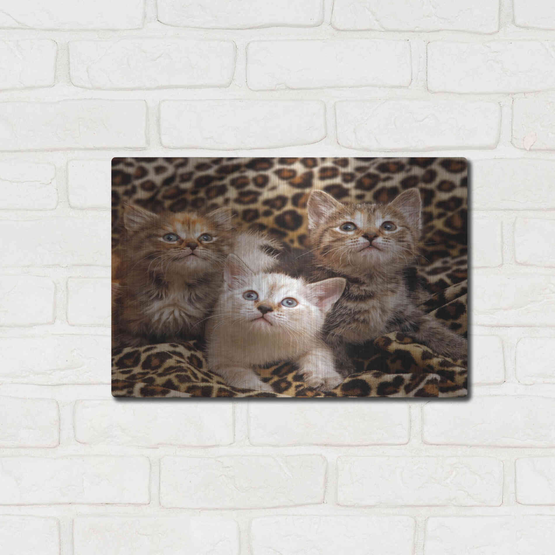 Luxe Metal Art 'Kittens' by Mike Jones, Metal Wall Art,16x12