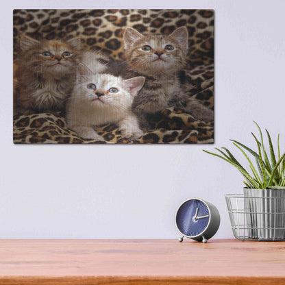 Luxe Metal Art 'Kittens' by Mike Jones, Metal Wall Art,16x12