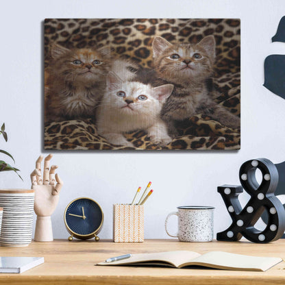Luxe Metal Art 'Kittens' by Mike Jones, Metal Wall Art,16x12