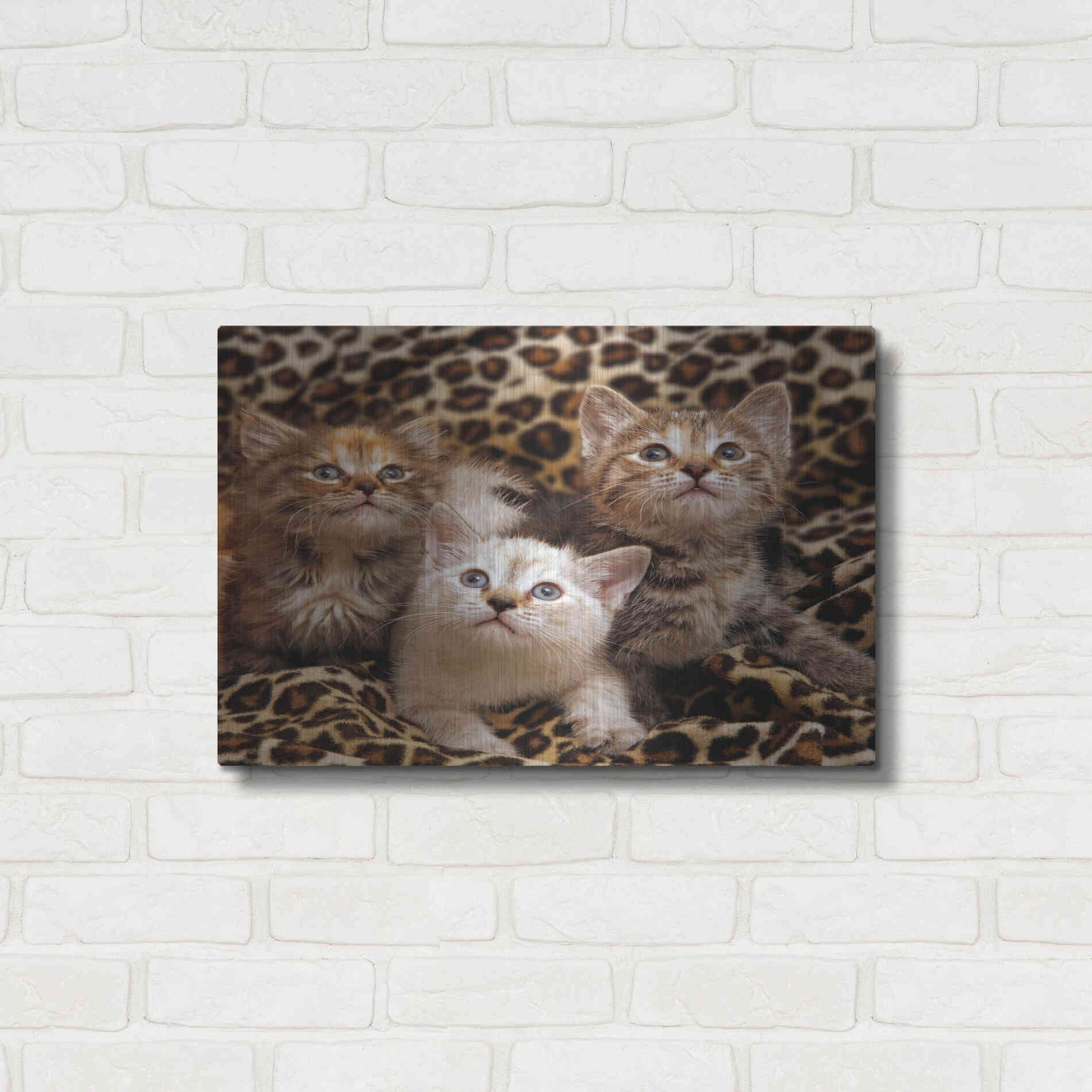 Luxe Metal Art 'Kittens' by Mike Jones, Metal Wall Art,24x16