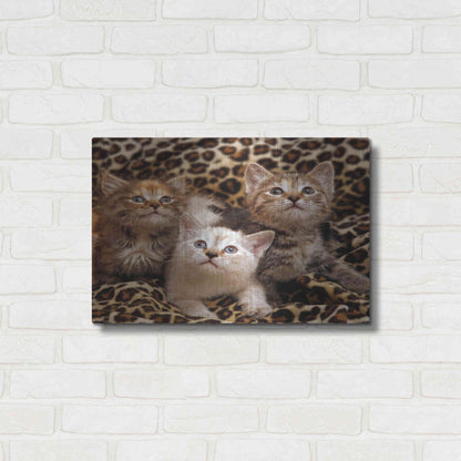 Luxe Metal Art 'Kittens' by Mike Jones, Metal Wall Art,24x16