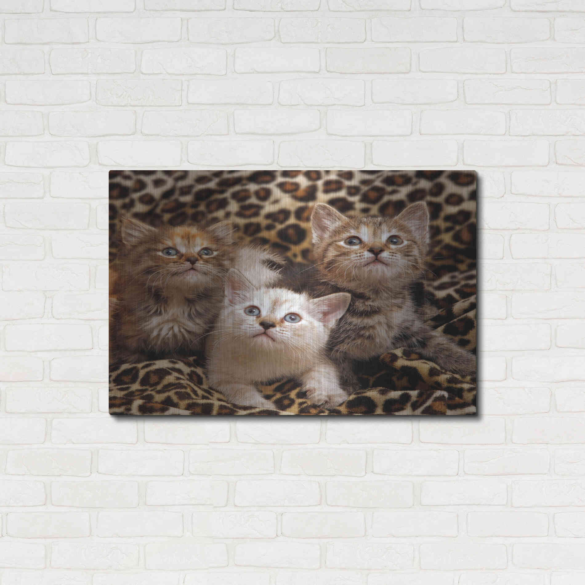 Luxe Metal Art 'Kittens' by Mike Jones, Metal Wall Art,36x24