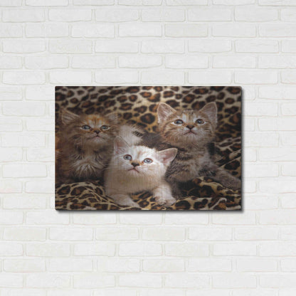 Luxe Metal Art 'Kittens' by Mike Jones, Metal Wall Art,36x24
