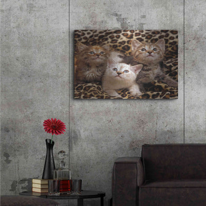 Luxe Metal Art 'Kittens' by Mike Jones, Metal Wall Art,36x24