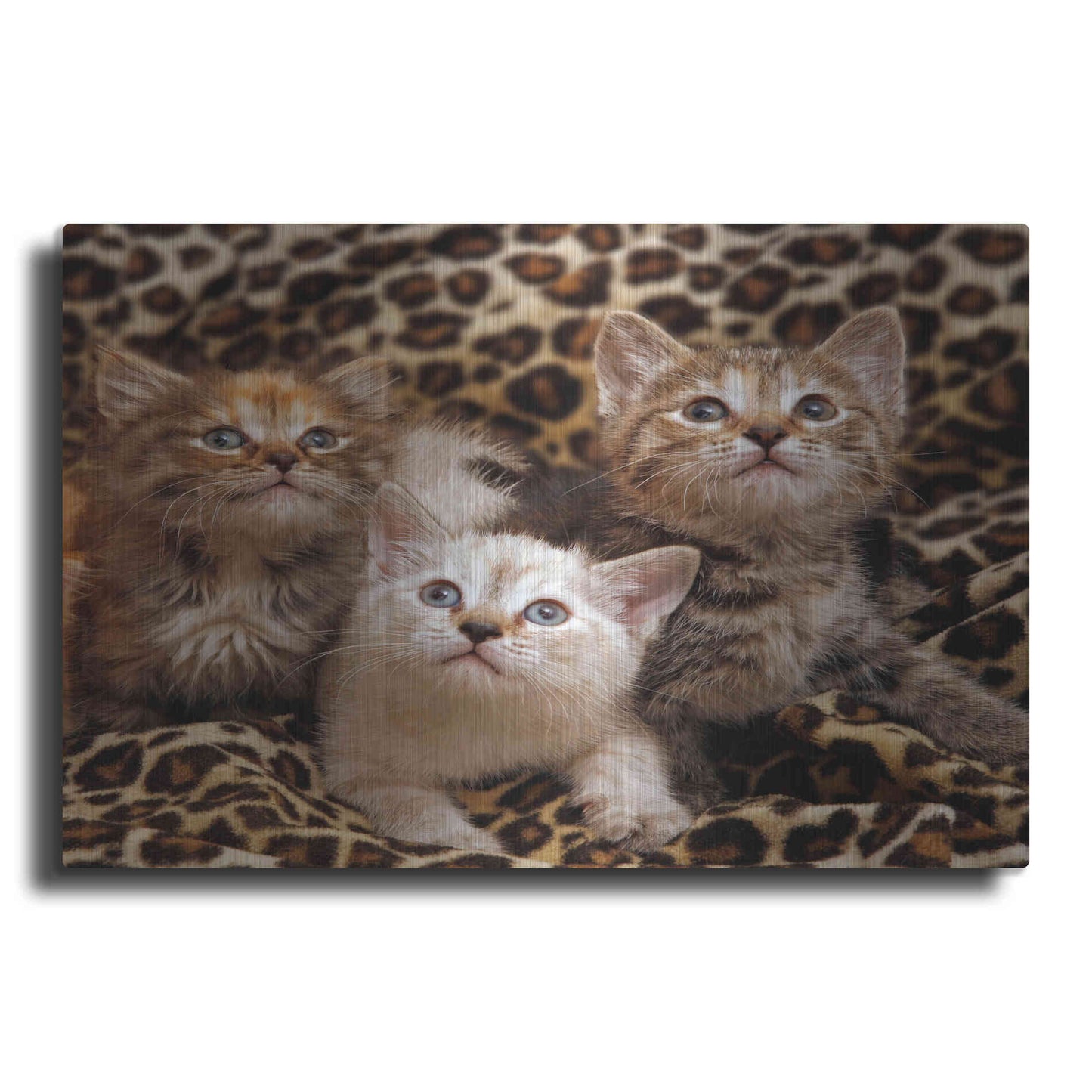 Luxe Metal Art 'Kittens' by Mike Jones, Metal Wall Art