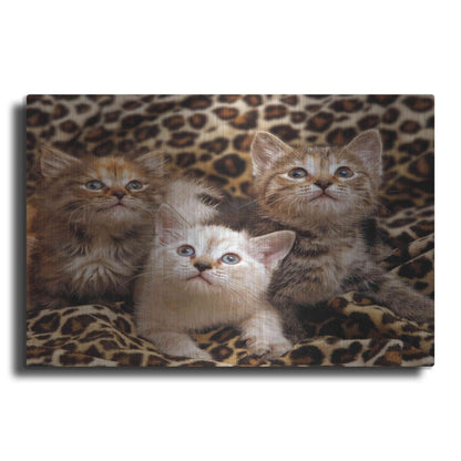 Luxe Metal Art 'Kittens' by Mike Jones, Metal Wall Art