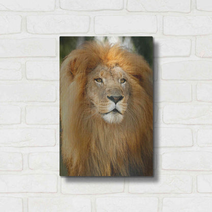 Luxe Metal Art 'Lion' by Mike Jones, Metal Wall Art,12x16
