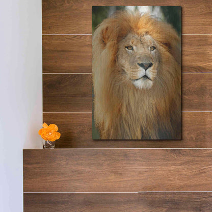 Luxe Metal Art 'Lion' by Mike Jones, Metal Wall Art,12x16