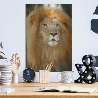 Luxe Metal Art 'Lion' by Mike Jones, Metal Wall Art,12x16