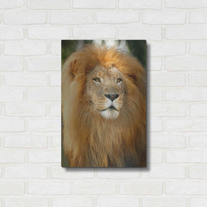 Luxe Metal Art 'Lion' by Mike Jones, Metal Wall Art,16x24
