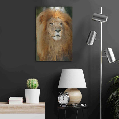 Luxe Metal Art 'Lion' by Mike Jones, Metal Wall Art,16x24